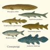 dessine moi des dipneustes (poissons) d'espces diffrentes en couleurs sur fond clair en format 1024*1024 et leurs noms scientifique seulement