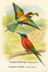 Illustration of two bee-eaters in action in their natural habitat: one Merops apiaster (Guêpier d’Europe) perched on a branch mid-call, with vibrant blue, yellow, and chestnut plumage, and one Merops nubicus (Guêpier écarlate) in flight catching an insect, showcasing its striking scarlet body and turquoise wings. The background features a sunlit savanna edge with acacia trees and a riverbank, evoking their typical environments. Include their French and scientific names elegantly in the composition.