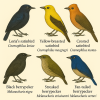 Dessine moi 6 Cnmophiloids (oiseaux) d