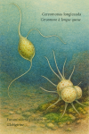 Cercomonas longicauda (Cercomone à longue queue) et Foraminifera globigerina (Globigérine) en action dans leur milieu naturel, avec leurs noms français et scientifiques visibles, format 1025x1536