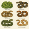 dessine moi 6 bods (serpents) d