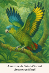Amazone de Saint-Vincent (Amazona guildingii) en action dans son habitat naturel, format 1025x1536, avec les noms franais et scientifique visibles