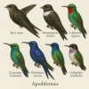 dessine moi 6 apodiformes (oiseaux) d