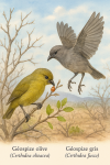 Draw a Certhidea olivacea (Géospize olive) and a Certhidea fusca (Géospize gris) in action in their natural habitat. Include their French and scientific names in the image.
