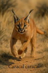 Draw a caracal in action in its natural habitat, including its scientific name.