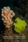Illustration of Oscarella lobularis (Oscarelle lobée) and Plakina trilopha (Plakine trilophe) in action in their natural marine habitat. The image should depict both sponge species interacting with their environment, such as rocks, algae, or other sea life, and include their French and scientific names clearly labeled. Format: 1025x1536.