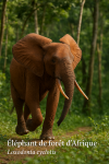Un lphant de fort d'Afrique (Loxodonta cyclotis) en action dans son habitat naturel, format 1025x1536, avec les noms franais et scientifique visibles