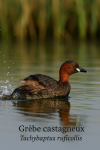 Draw a Little Grebe (Tachybaptus ruficollis) in action in its natural habitat, including its French and scientific names.