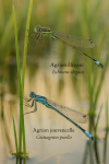 CIschnura elegans – Agrion élégant et Coenagrion puella – Agrion jouvencelle en action dans leur milieu naturel, avec leurs noms Français et scientifiques visibles, format 1025x1536