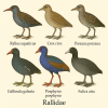 dessine moi 6 rallids (oiseaux) d'espces diffrentes en couleurs sur fond clair en format 1024*1024 et leurs noms scientifique seulement.