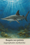 Isogomphodon oxyrhynchus (Requin nez pointu) en action dans son milieu naturel, avec son nom franais et scientifique visible