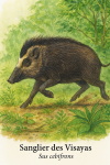 Sus cebifrons (Sanglier des Visayas) en action dans son habitat naturel, format 1025x1536, avec les noms 'Sanglier des Visayas' et 'Sus cebifrons' visibles