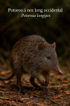 Un Potoroo  nez long occidental (Potorous longipes) en action dans son habitat naturel, illustr dans un format vertical 1025x1536, avec les noms 'Potoroo  nez long occidental' et 'Potorous longipes' intgrs dans l'image.