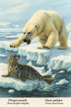 Un phoque annelé (Pusa hispida hispida) et un ours polaire (Ursus maritimus) en action dans leur habitat glacial, avec leurs noms français et scientifiques visibles, format 1025x1536