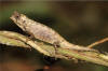 Brookesia nana mle.