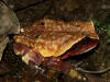 Description de l'image Bufo superciliaris01.jpg.