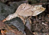Description de l'image Cameroon Stumptail Chameleon (Rhampholeon spectrum) (7668008064).jpg.