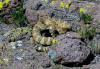 CarrizoPlainRattlesnake.jpg