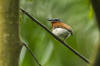 Description de l'image Chestnut Wattleye fem - Bobiri - Ghana 14 S4E3189 (15575147804).jpg.