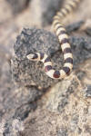 Description de l'image Chionactis occipitalis05.jpg.
