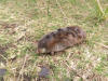 Cape golden mole - Wikipedia