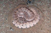 Description de l'image Crotalus.cerastes.jpg.