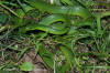 Ptyas major | The Reptile Database