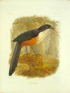 Delalande's Coua.jpg