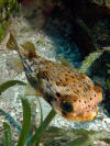 Description de l'image Diodon holocanthus (Ballonfish).jpg.