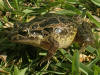 Description de l'image Discoglossus galganoi links.jpg.