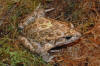 Description de l'image Discoglossus pictus.jpg.