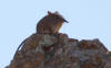 Description de l'image Eastern Rock Elephant Shrew.jpg.