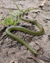 Philodryas agassizii - Wikipedia