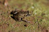 Description de l'image Eleutherodactylus planirostris01.jpg.