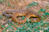Eastern Tiger Snake (Notechis scutatus)
