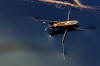 Description de cette image, galement commente ci-aprs