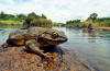 Goliath frog | Size, Habitat, Diet, & Facts | Britannica