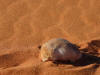 Grant's golden mole - Wikipedia