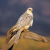 Gyrfalcon | Arctic, Predator & Raptor | Britannica