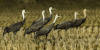 Hooded Cranes - Hokkaido - Japan.jpg