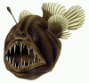 Description de l'image Humpback anglerfish.png.