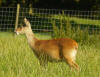 Water deer - Wikipedia