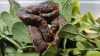 Corallus cookii | West Indian Boas