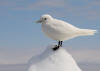 Description de cette image, galement commente ci-aprs