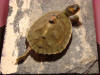 Description de l'image KeyursTurtleStretching.jpg.