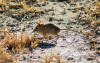Description de l'image Kgalagadi National Park, South Africa (3187485470).jpg.