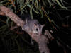 Kimberley Brush-tailed Phascogale | Australian Wildlife Conservancy
