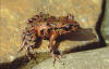 Description de l'image Leiopelma archeyi.jpg.