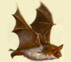 Description de l'image Lesser Mouse-Eared Bat.jpg.