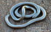 Liotyphlops ternetzii | The Reptile Database